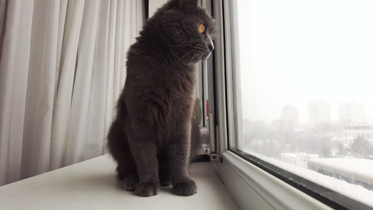 Elegant gray cat sitting on a windowsill looking outside at a snowy cityscape