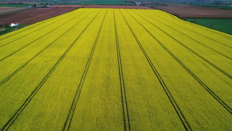 Hochwinkelige-Luftaufnahme-Von-Yorkshires-Feldern-Mit-Rapspflanzen