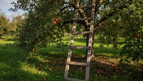a scenic view of a fruitful apple orchard with a wooden ladder, perfect for harvesting delicious red apples underneath the clear blue sky
