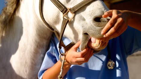 Veterinarian-examining-horse-mouth-in-ranch-4k