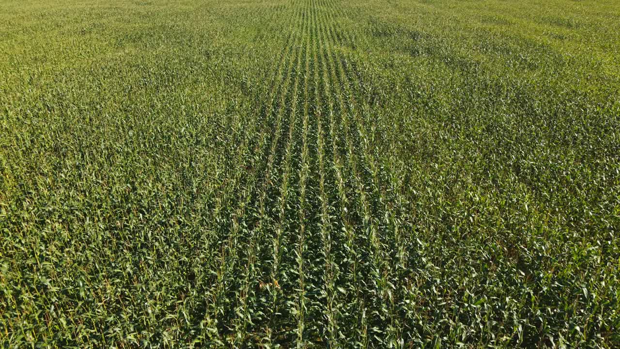 Aerial view of lush green cornfield symbolizing growth and abundance
