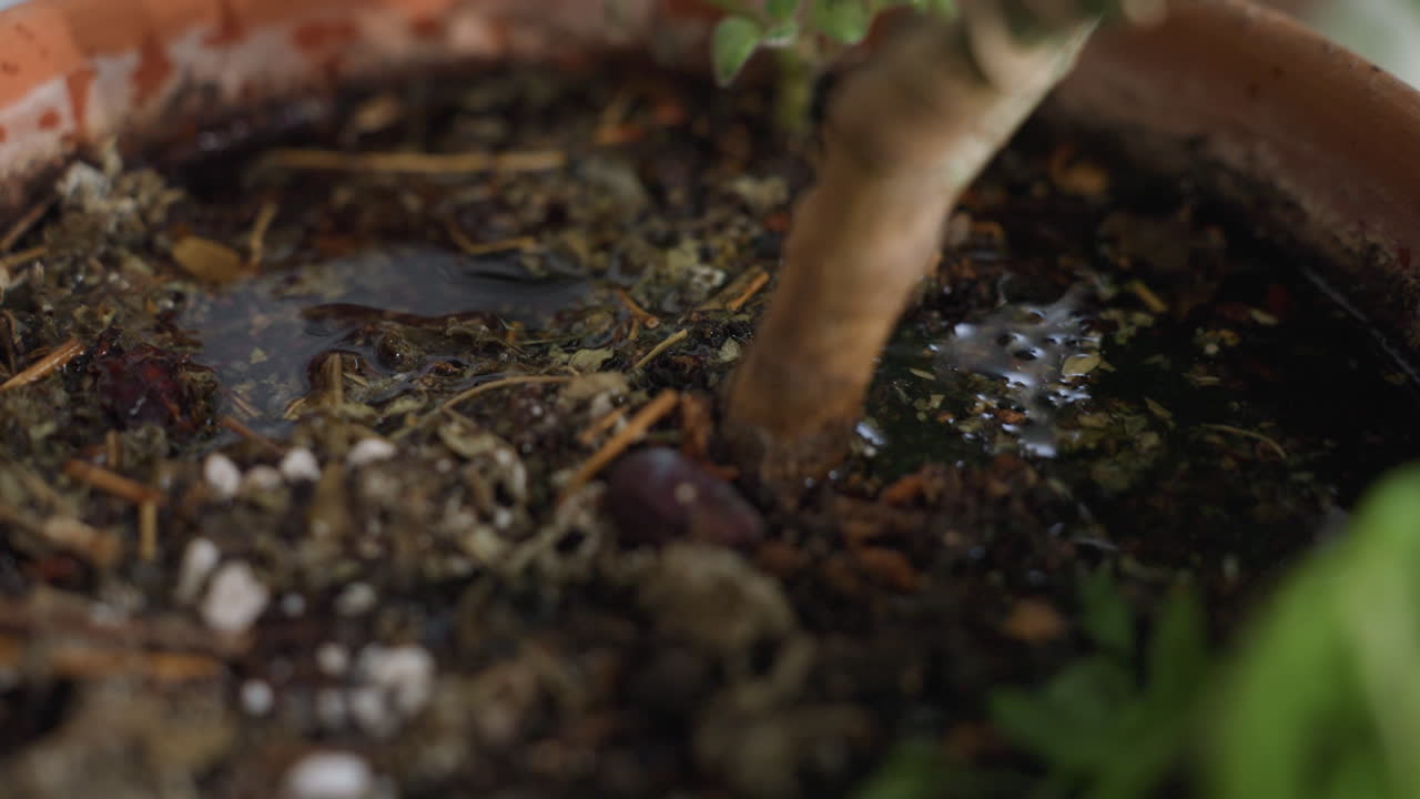 Closeup of planter pot overflowing with water after thorough watering session by careful gardener hands, water pooling on soil surface around green foliage in bright indoor plant care environment