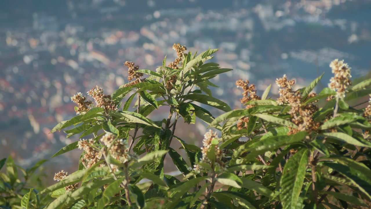 Fiori bianchi con skyline sfocato della città sullo sfondo, ripresa panoramica a mano libera. Dettaglio del fogliame della natura urbana ed edifici cittadini a fuoco morbido sotto la luce del giorno