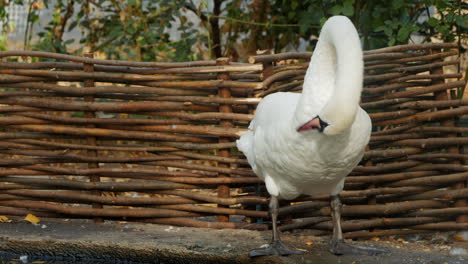 white swan by a wicker fence