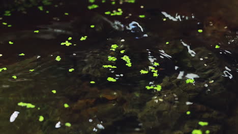 A-close-up-view-of-an-autumn-pond-puddle,-capturing-the-serene-beauty-of-a-season-in-transition