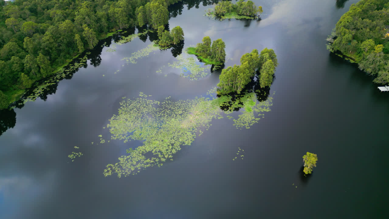 Calm Waters With Dense Trees And Common Native Aquatic Plants In Tampa Hillsborough River, Florida, USA. Aerial Drone Shot Flyover