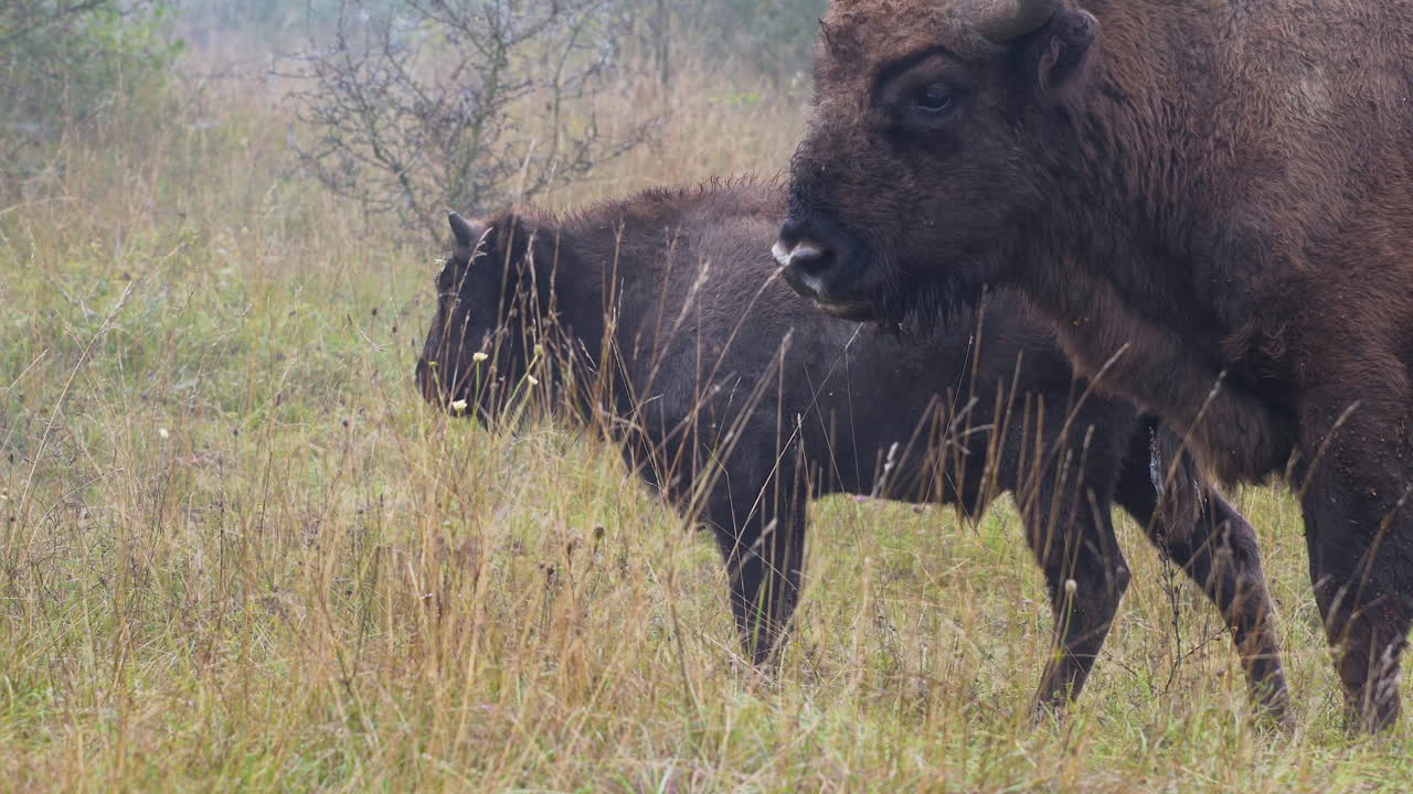 bisonte europeo bonasus ternero con su madre en un campo de hierba, república checa