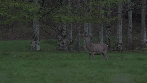 beautiful young buck grazing at twilight during spring in slow motion 4k