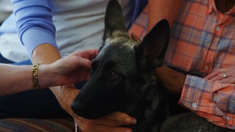 senior friends petting a dog at retirement home 4k