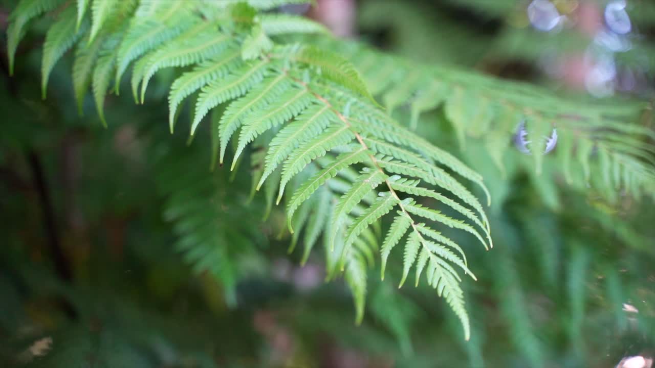 Una pianta tropicale nel vento