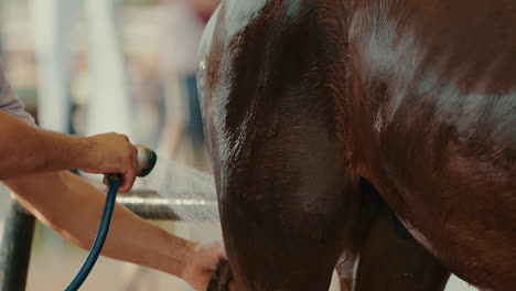 person is spraying horse with water preparing for competition and equestrian show