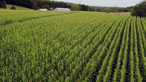 organic hand planted cornfield on a hill in mennonite farm