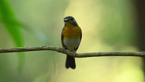 Zwitschern-Und-Umschauen,-Weibchen,-Hill-Blue-Flycatcher-Cyornis-Whitei,-Thailand