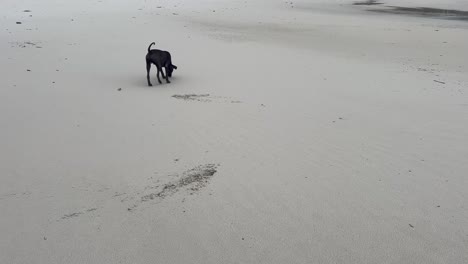 black dog sniffing and digging on the beach