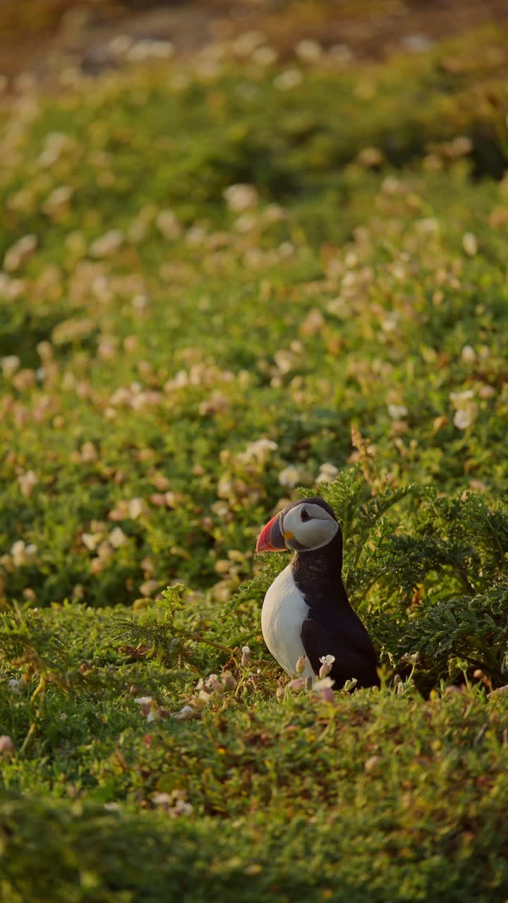 Vertical Atlantic Puffin on the Ground, Vertical Atlantic Puffins Bird Video for Social Media Instagram Reels and Tiktok on Skomer Island in Wales, UK Seabirds Wildlife and Nature
