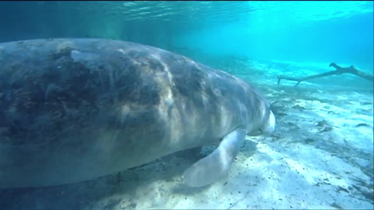 매너티가 물속에서 헤엄친다 10