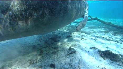 a manatee swims underwater 10