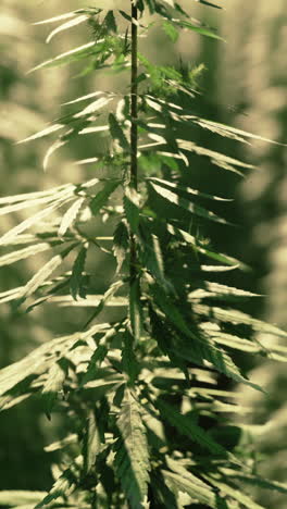 cannabis plant closeup