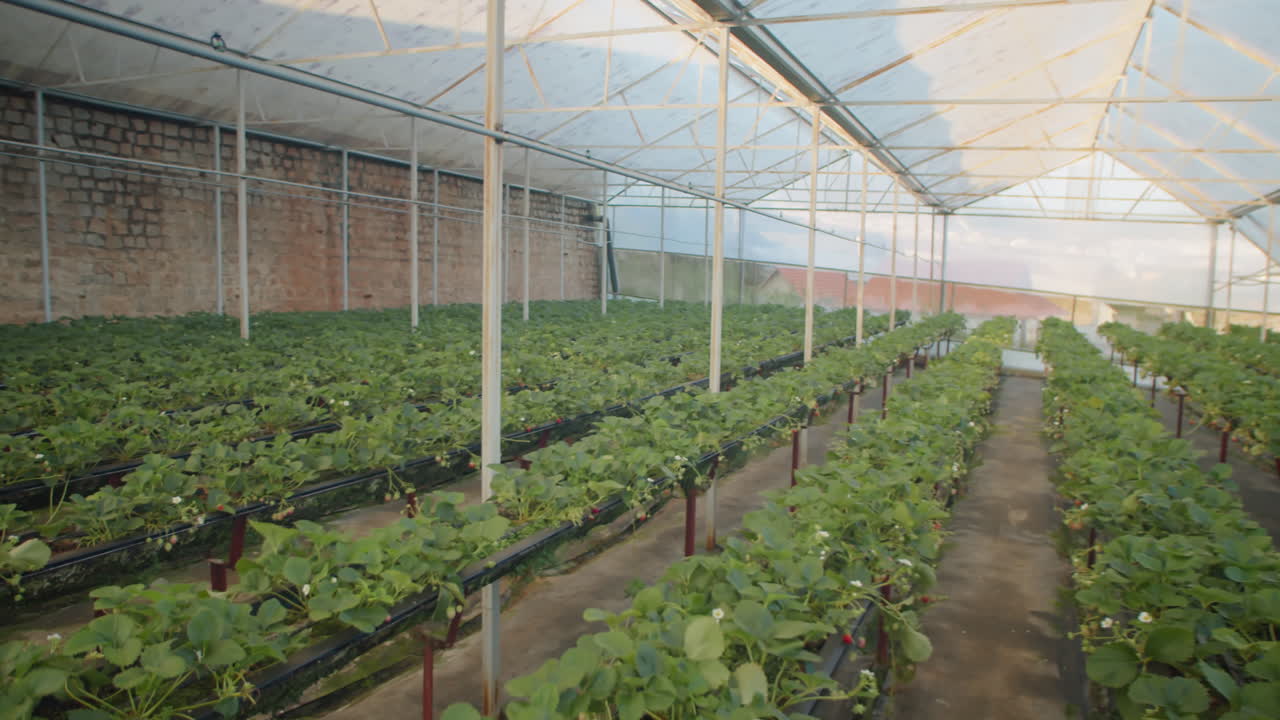Strawberry Greenhouse Farm