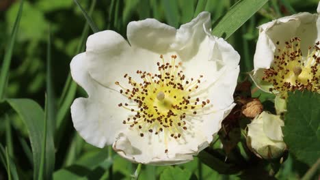 Closeup-of-a-white-flower-showing-the-stigma-and-anthers