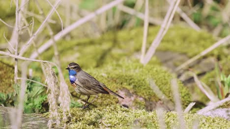 Pájaro-Pechiazul-Parado-En-El-Suelo-Antes-De-Alejarse