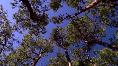 looking up abstract view of many pine trees slowly waving against blue sky