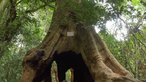 woman sitting in front of the wishing tree raising hands in the air - lamington national park, australia - back view, tilt-up