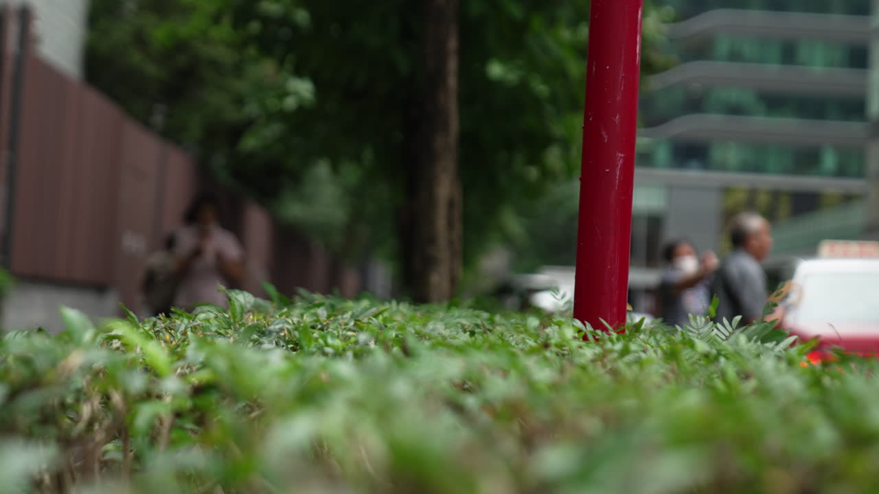 도시 식물에 초점을 맞추십시오.