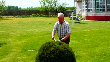 hardworking old man pruned with a beautiful scissors garden ornamental shrub.