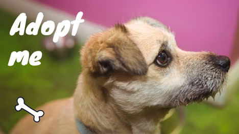 animación de adoptarme texto sobre el icono del hueso y el perro