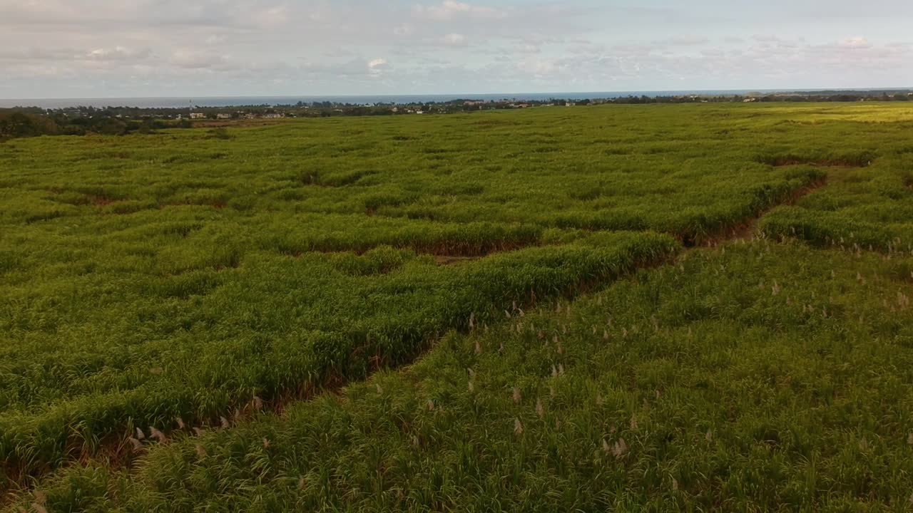 toma aérea de poca altura girando sobre una plantación de caña de azúcar bajo un cielo idílico con nubes de algodón