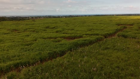aerial low-rise shot rotating on a sugarcane plantation under a idyllic sky with cotton clouds
