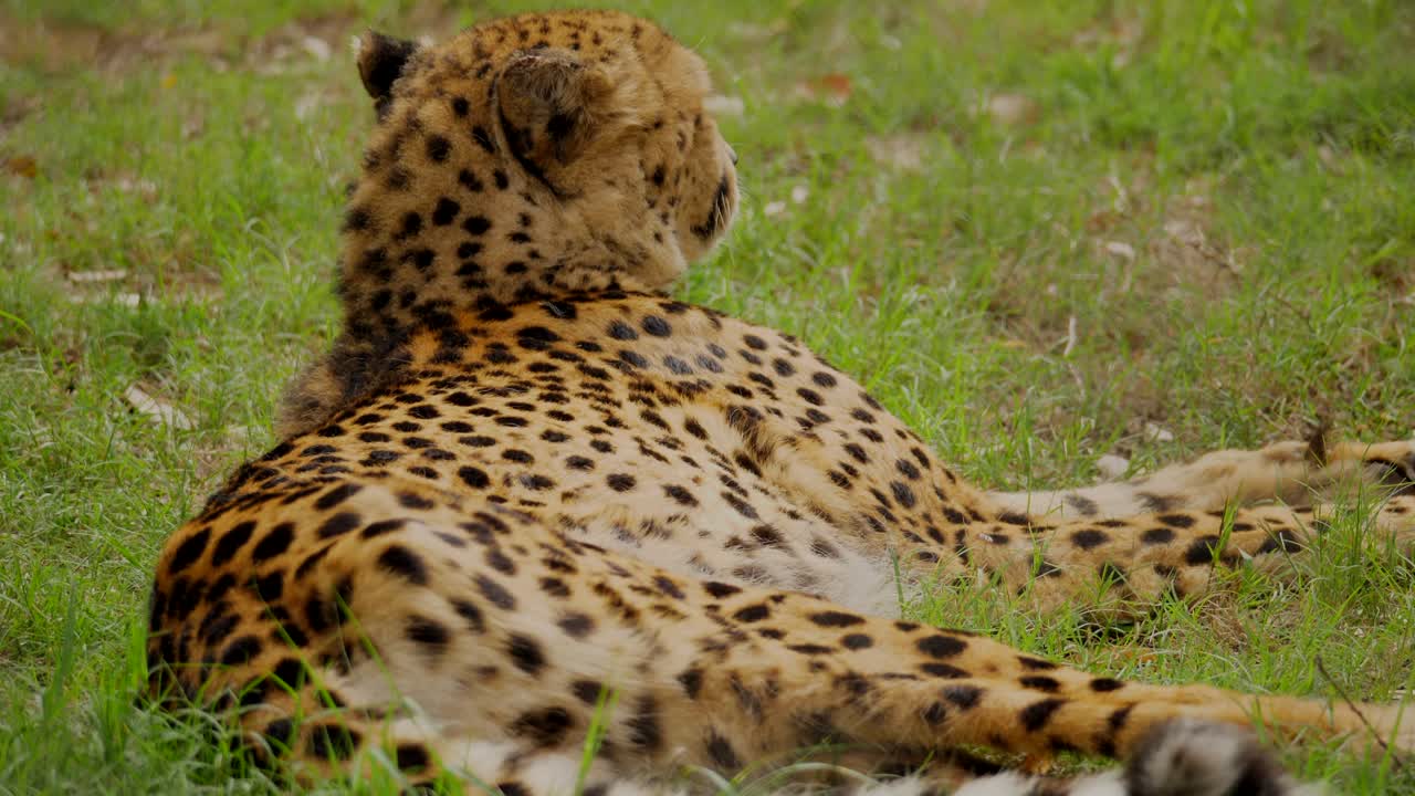 el guepardo mueve la cola tranquilamente descansando sobre la hierba