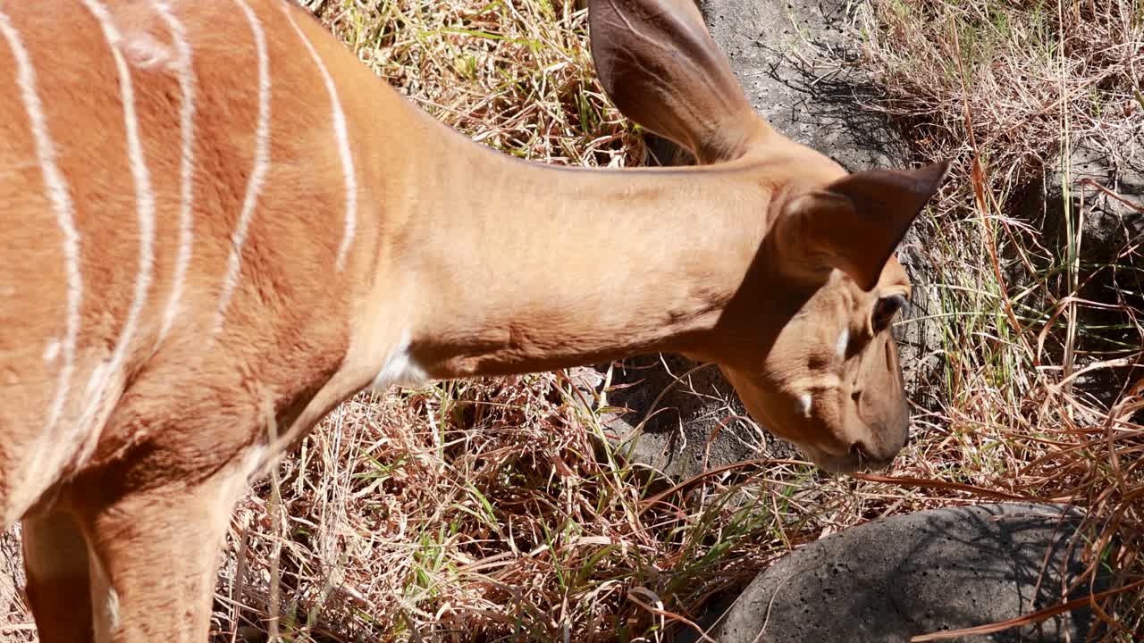 라 안로프가 먹이를 먹고 잔디을 탐험하고 있다.