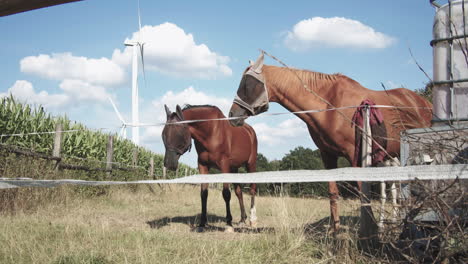 Zwei-Pferde-Mit-Einer-Schutzkappe-Gegen-Fliegen-Auf-Einer-Koppel-Neben-Einem-Maisfeld-Mit-Grünen-Windmühlen-Im-Hintergrund