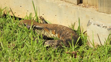 blue tongue lizard resting by stone fence in garden jumps