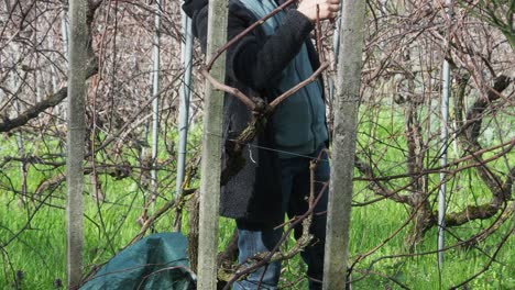 unrecognizable woman trims dormant grapevines with pruning shears during late winter in a green vineyard, placing branches in a garden sack on grass, real time, static camera