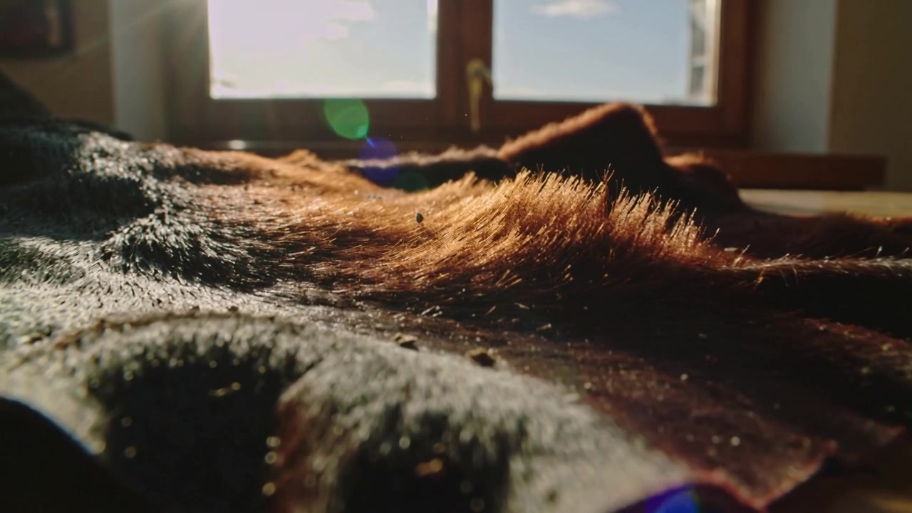 Sich bewegende Kamera zieht den Fokus über ein Fell auf einem rissigen Tisch, Sonnenlicht zeigt Haarbüschel, um die Textur zu enthüllen.