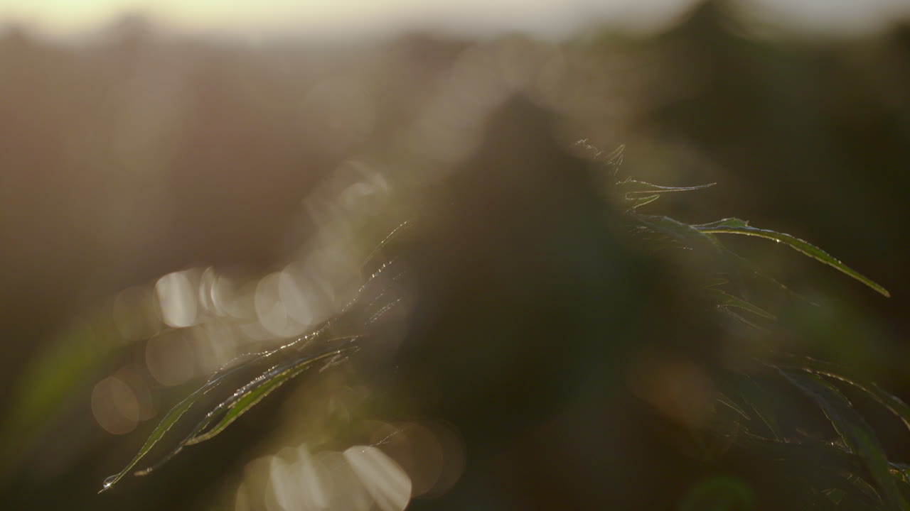 콜로라도 남동부 대마초 농장 일출