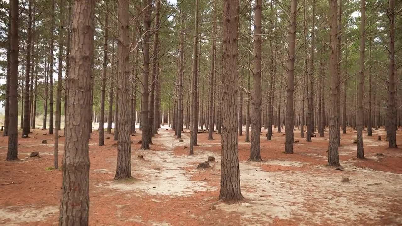 Experience stunning drone footage capturing vast Canadian woodland filled with tall bare trees, expansive landscape showcases beauty and serenity of nature
