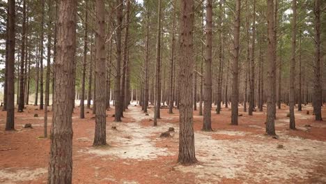 experience stunning drone footage capturing vast canadian woodland filled with tall bare trees, expansive landscape showcases beauty and serenity of nature