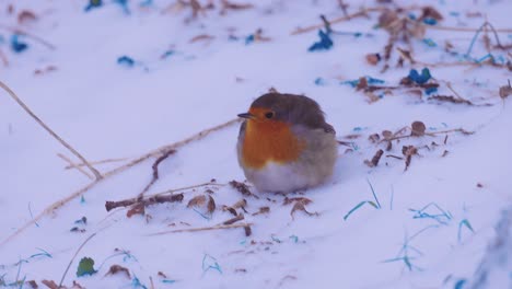 hungry robin bird picking in the icy snow, handheld camera movement