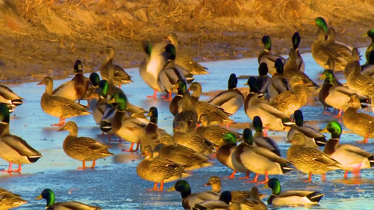 청둥오리 오리는 북미의 보호된 습지 지역에 무리를 지어 모입니다.