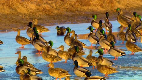 mallard ducks congregate in a flock on a protected wetland area in north america