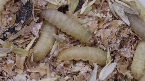 waxworms, the larva of the wax moth