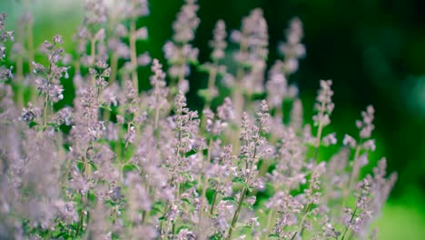 close-up catnip flowers field in summer sunny day with soft-focus blur background