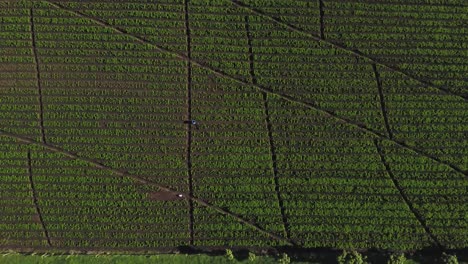 Una-Plantación-De-Zanahorias,-Hileras-Regulares-De-Plantas-Verdes