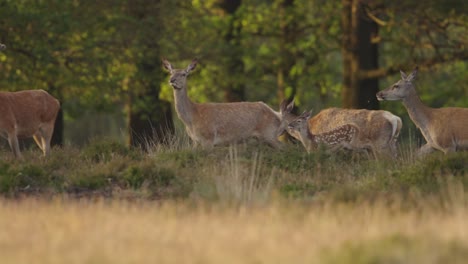 Red-deer-hinds-with-fawn-trots-toward-group-of-stags,-Veluwe,-slomo-tracking