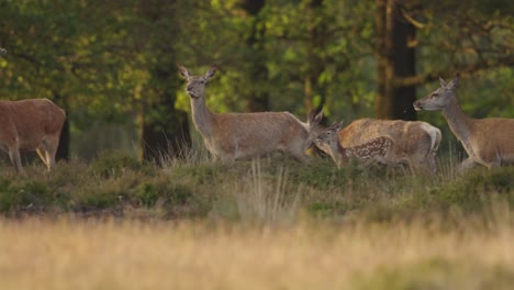 Rotwildhinterbeine-Traben-Mit-Rehkitz-Auf-Eine-Gruppe-Von-Hirschen-Zu,-Veluwe,-Slomo-Verfolgung