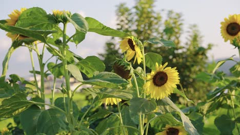 Girasoles-En-Las-Zonas-Rurales-De-Japón,-Pan-Sobre-La-Cálida-Escena-De-Verano